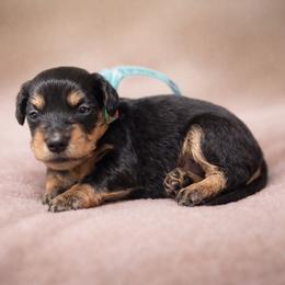 Boy 1 - Black and cream male Dachshund puppy in Winter Haven, Florida from Davidson's Dachshunds