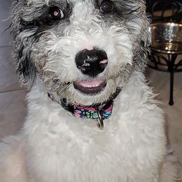 Bernedoodle and Goldendoodle All Grown Up from A.N.A. Doodles