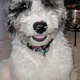 Bernedoodle and Goldendoodle All Grown Up from A.N.A. Doodles