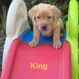 King - Yellow male Labrador Retriever puppy in Tigard, Oregon from Morrison Labrador Retreivers