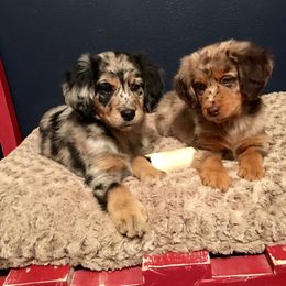 Aussiedoodle, Bernedoodle, and Poodle Puppies from Miller's Doodles