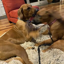 Rhodesian Ridgeback All Grown Up from RR Ridgebacks