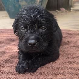 Boy 3 - Black male Labrador Retriever puppy in Napavine, Washington from StormyDaze Labradors & Beagles