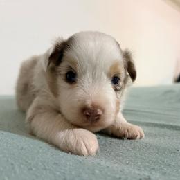 Mickey - Red merle male Miniature Australian Shepherd puppy in Lakeport, California from Akins Aussies/Wild Rose Ranch