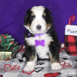 Bernese Mountain Dog and Golden Retriever Puppies from Colson Kennels