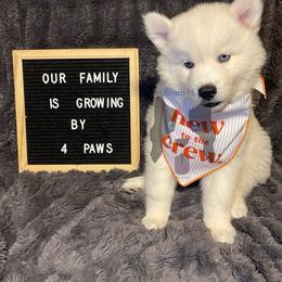 Grumpy (Black Collar) - White male Siberian Husky puppy in Lagro, Indiana from Siberian Huskies-Beckham the Great