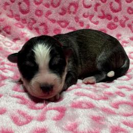 AKC Shale - Gray and white female Siberian Husky puppy in Centreville, Maryland from Huskies By the Bay