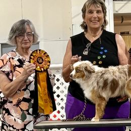 Miniature Australian Shepherds and Toy Australian Shepherds from Spirited Dreams Mini and Toy Aussies