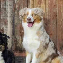 She-BANG! - Australian Shepherd