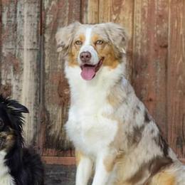 She-BANG! - Australian Shepherd