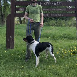 Jack - French Spaniel