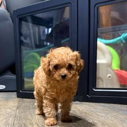 Jasper - Apricot male Poodle puppy in Dardanelle, Arkansas from Country Acre Poodles