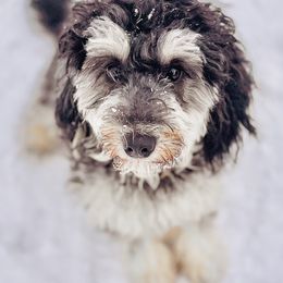 Rosie - Bernedoodle