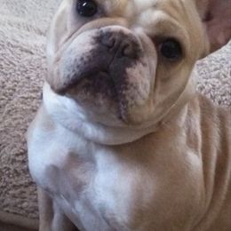 French Bulldogs from Down South Bullies
