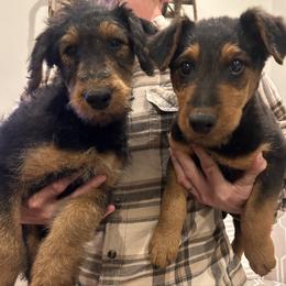 By color - Black and tan female Airedale Terrier puppy in Oxford, Ms, Mississippi from Yocona River Airedale