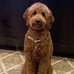 Lainey - Goldendoodle