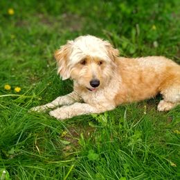 Stella - Goldendoodle