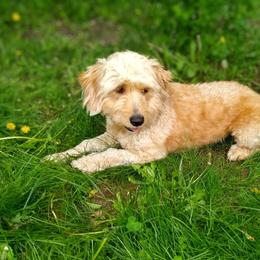 Stella - Goldendoodle