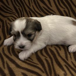 Girl 3 - Coton de Tulear puppy from Gidget Cotons - ACC