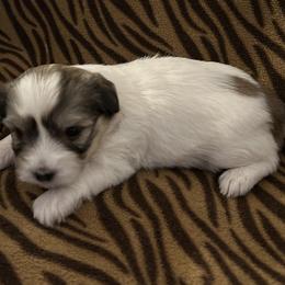 Girl 3 - Coton de Tulear puppy from Gidget Cotons - ACC