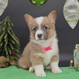 Karen - Sable female Pembroke Welsh Corgi puppy in Dickeyville, Wisconsin from J&R Shepherds & Corgis