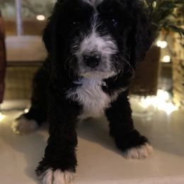 Bernedoodle Puppies from Collins Bernedoodles