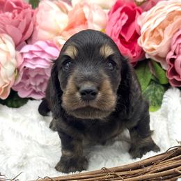 Flick - Black and cream male Dachshund puppy in Exeter, California from Sawtooth Miniature Dachshunds