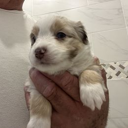 Thomas (Tommy) - Red merle male Miniature Australian Shepherd puppy in Taylor, Arizona from Holy Ghost Ranch, Inc