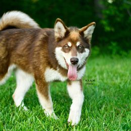 Olivia - Red and white female Alaskan Malamute puppy in Kingston, Tennessee from North Shore Alaskan Malamutes