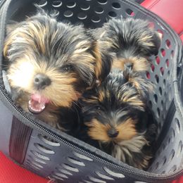 Yorkshire Terrier Puppies from Yorkie Puppies Redwood Ranch Chicago