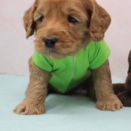 Nickel  green collar - Red male Australian Labradoodle puppy in Provo, Utah from EllsWORTH Labradoodles LLC