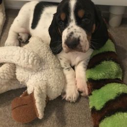 Basset Hound Puppies from Silverado Basset Hounds