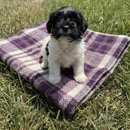 Girl One - Black and white female Havanese puppy in Charlotte, North Carolina from Butterfly Havanese