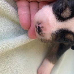 Miniature Australian Shepherd Puppies from Morgan Hill Aussies