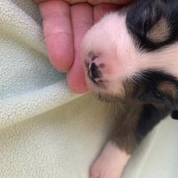 Miniature Australian Shepherd Puppies from Morgan Hill Aussies