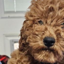 Boy 4 Dark Blue Collar - Loving and lots of spunk - Poodle puppy from Sondra's Miniature Poodles