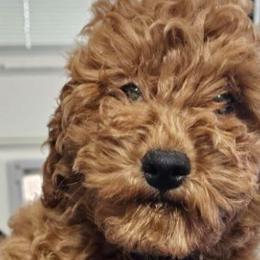 Boy 4 Dark Blue Collar - Loving and lots of spunk - Poodle puppy from Sondra's Miniature Poodles