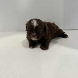 Shih Tzu Puppies from Moore Shih Tzus