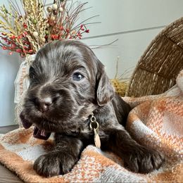 Toffee - Brown female Cockapoo puppy in West Haven, Utah from Harper Haven Cavapoos & Doodles