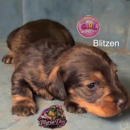 Blitzen - Wild boar female Dachshund puppy in Livingston, Kentucky from Illyria Dox & GSD