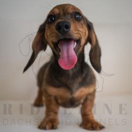 FIFA - Red male Dachshund puppy in Temecula, California from Naomi Magee's Dachshund Kennel