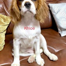 Cavalier King Charles Spaniel Puppies from Hungarian Cavaliers of Nashville