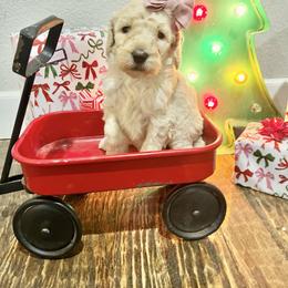 Laramie - Cream female Poodle puppy in Leonard, Texas from Laird Farms