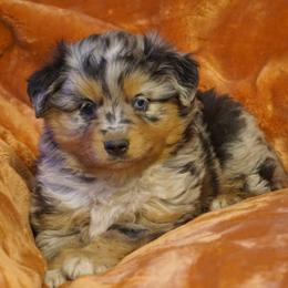 Ruby - Blue merle female Miniature Australian Shepherd puppy in Ada, Oklahoma from Caprock Mini & Toy Aussies