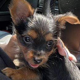 Yorkshire Terriers from Yorkies by Danner