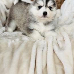 Razzie - Silver and white female Pomsky puppy in Yavapai County, Arizona from Pawsh Pomskies