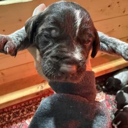 Girl 3 - Liver female German Wirehaired Pointer puppy in Mora, Minnesota from Reinberg Kennel