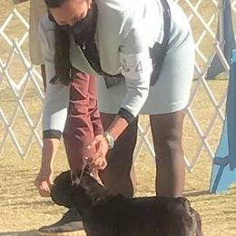 French Bulldog All Grown Up from Morgenstern's French Bulldogs