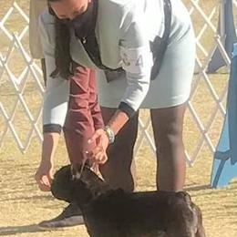 French Bulldog All Grown Up from Morgenstern's French Bulldogs