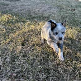 Girl 2 - Blue speckled female Australian Cattle Dog puppy in Mooresboro, North Carolina from Grog Creek Kennel